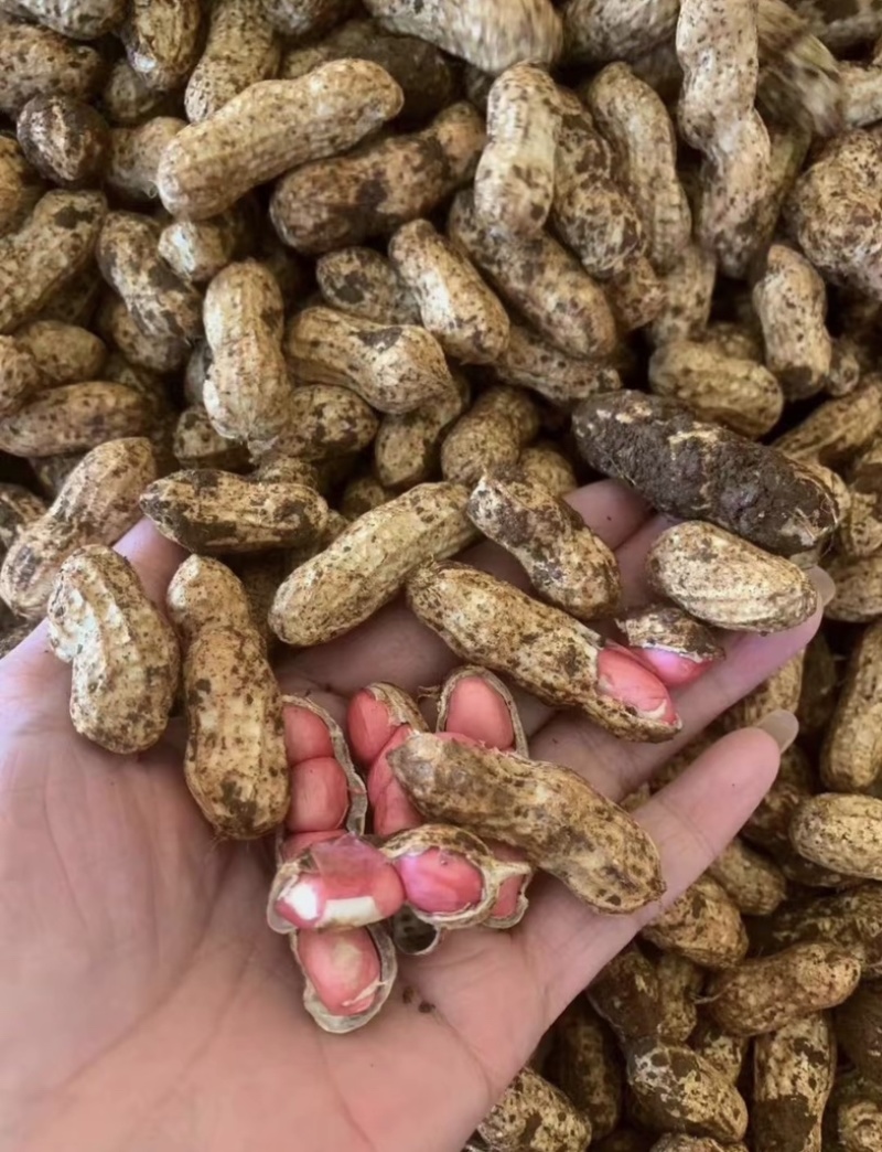 鲜花生带壳鲜花生鲁花白沙四季红现挖现发新鲜带壳鲜花生