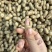 鲜花生带壳鲜花生鲁花白沙四季红现挖现发新鲜带壳鲜花生