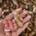 鲜花生带壳鲜花生鲁花白沙四季红现挖现发新鲜带壳鲜花生