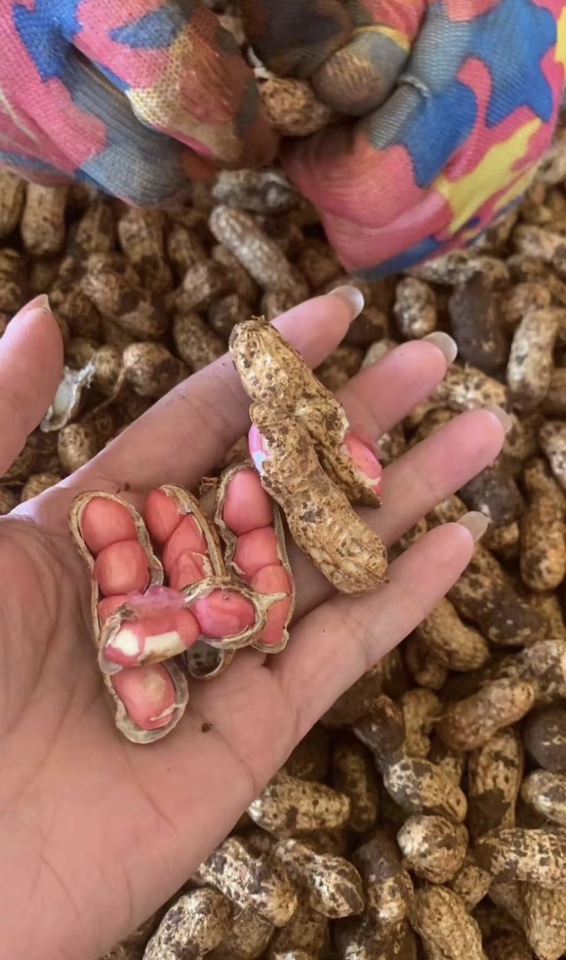 鲜花生带壳鲜花生鲁花白沙四季红现挖现发新鲜带壳鲜花生
