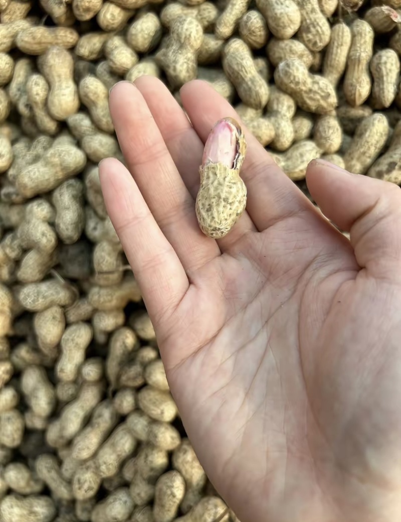 鲜花生带壳鲜花生鲁花白沙四季红现挖现发新鲜带壳鲜花生