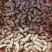 鲜花生带壳鲜花生鲁花白沙四季红现挖现发新鲜带壳鲜花生