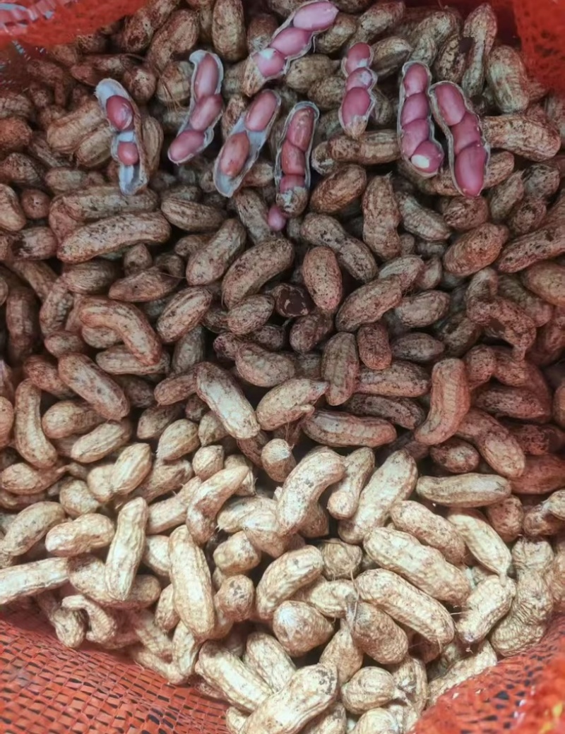 鲜花生带壳鲜花生鲁花白沙四季红现挖现发新鲜带壳鲜花生