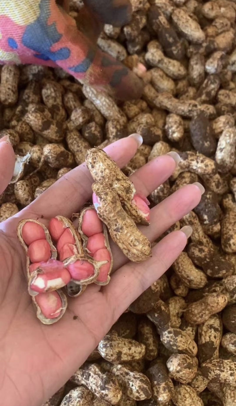 鲜花生带壳鲜花生鲁花白沙四季红现挖现发新鲜带壳鲜花生
