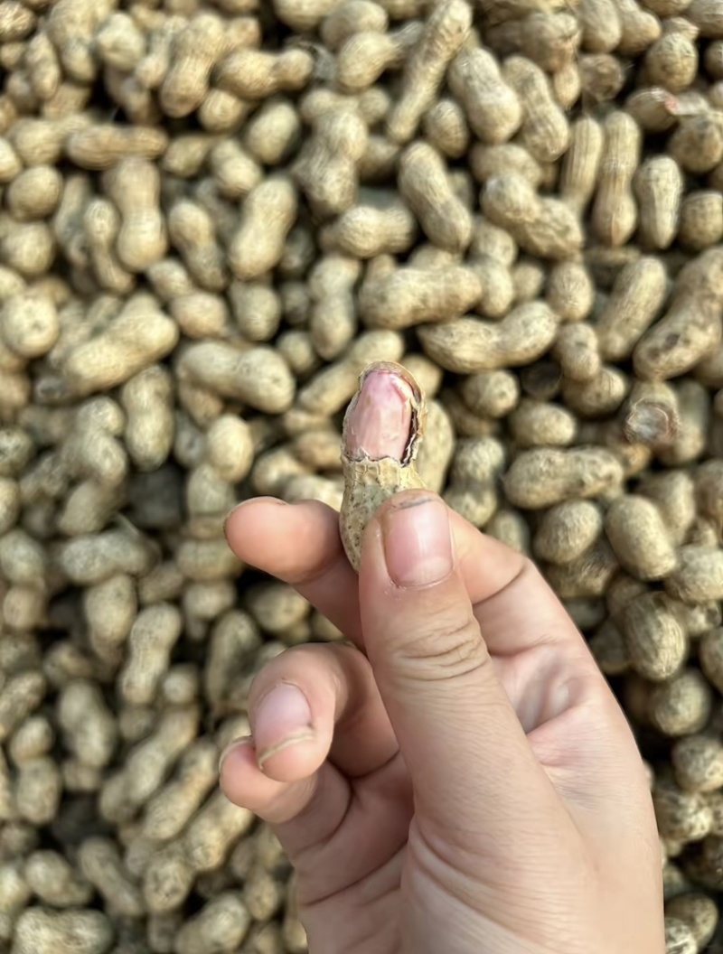 鲜花生带壳鲜花生鲁花白沙四季红现挖现发新鲜带壳鲜花生