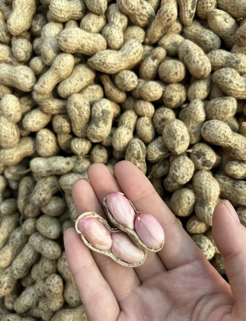 鲜花生带壳鲜花生鲁花白沙四季红现挖现发新鲜带壳鲜花生