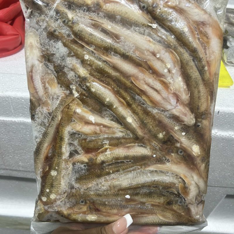 开肚，棍子鱼，沙钩鱼，