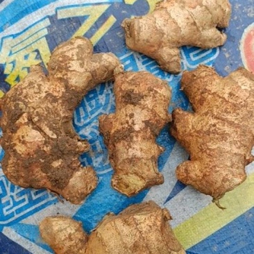 生姜