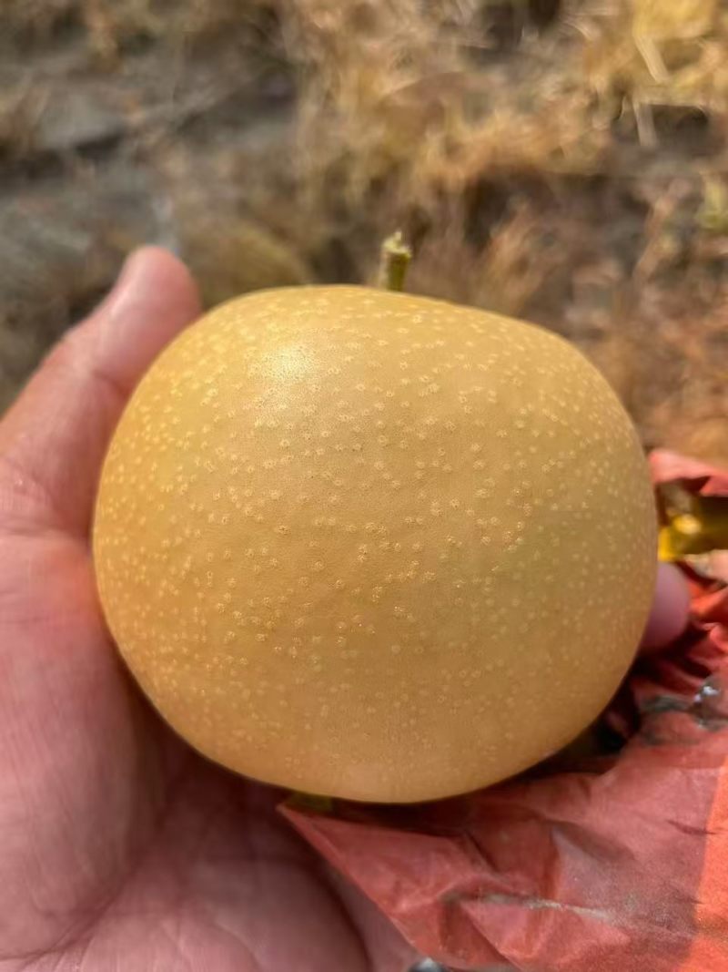 精品元黄，皮薄汁多，含糖十三加，果形端正，货源充足，