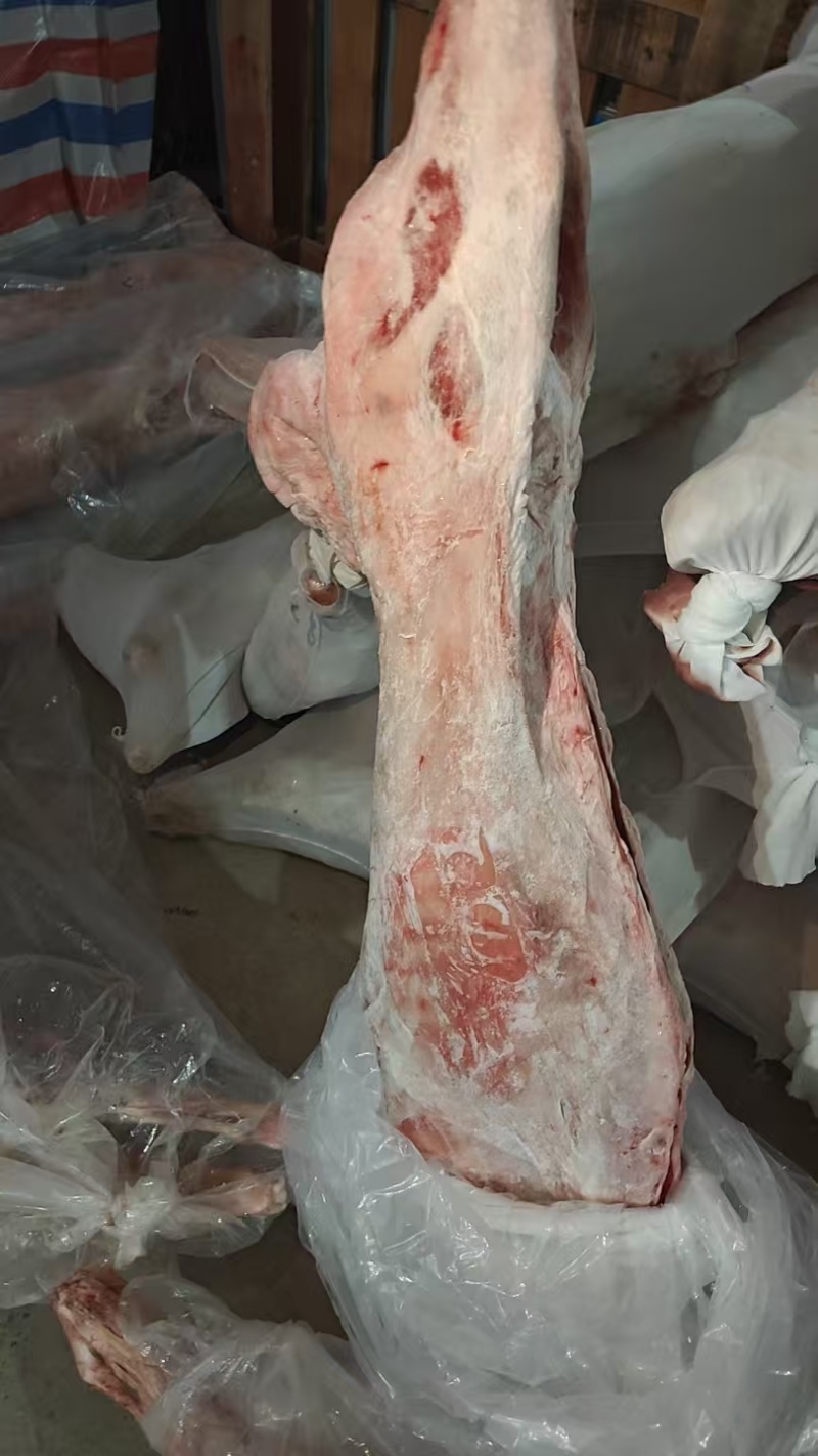 鲜冻纯干直条羊酮体，适合烧烤，分割，切块，炖