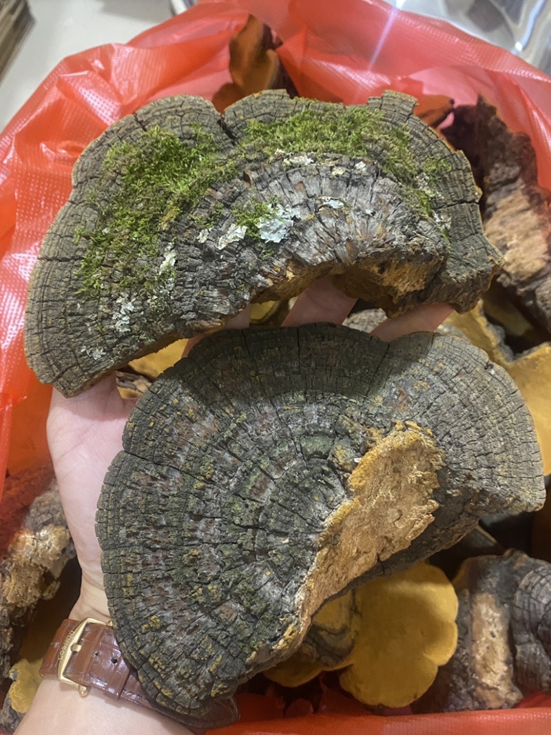 桑黄云南野生桑黄精选精品桑黄产地一手货源