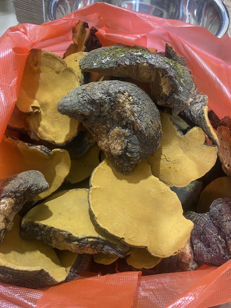 桑黄云南野生桑黄精选精品桑黄产地一手货源