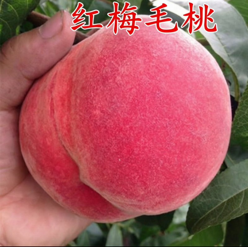 大量毛桃油桃上市，精品***********