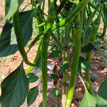 鲜辣椒