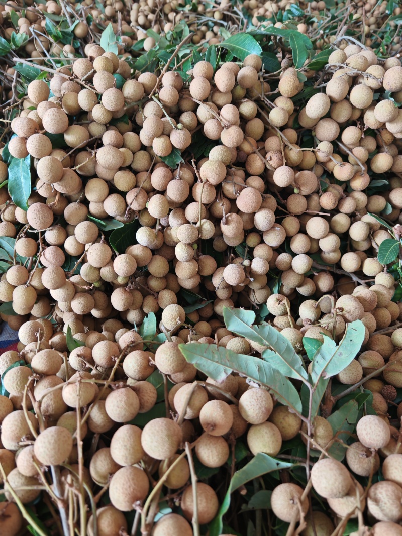 各位老板好！我是广东省茂名电白的，我们这里的龙眼已经上市