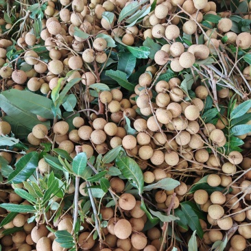 各位老板好！我是广东省茂名电白的，我们这里的龙眼已经上市