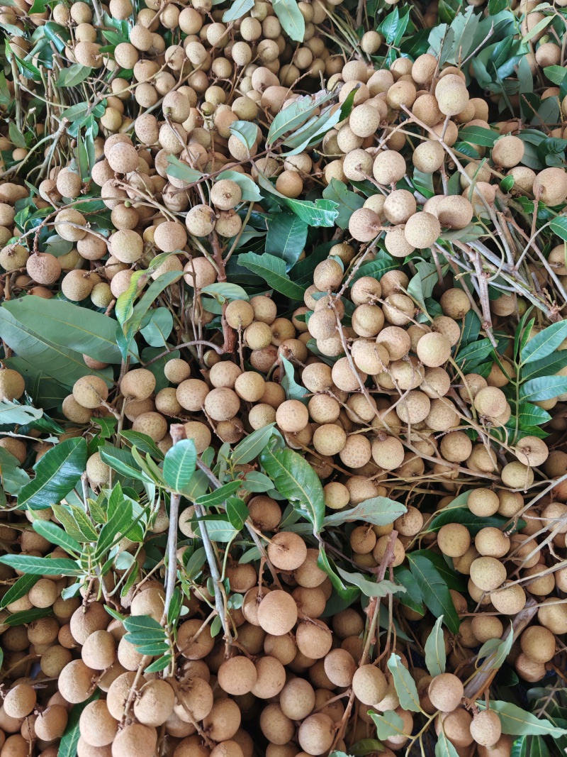 各位老板好！我是广东省茂名电白的，我们这里的龙眼已经上市