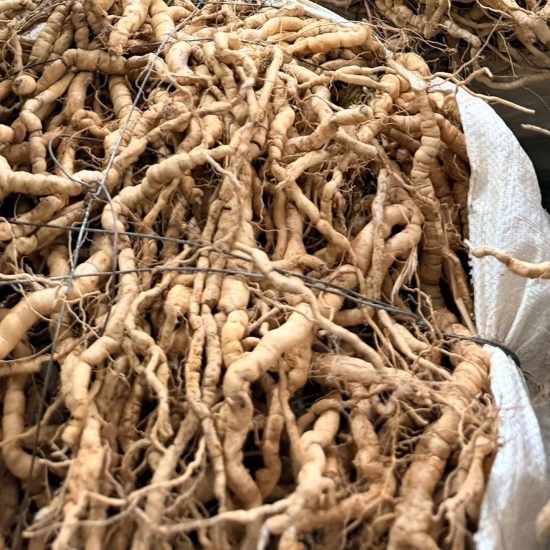 新鲜巴戟