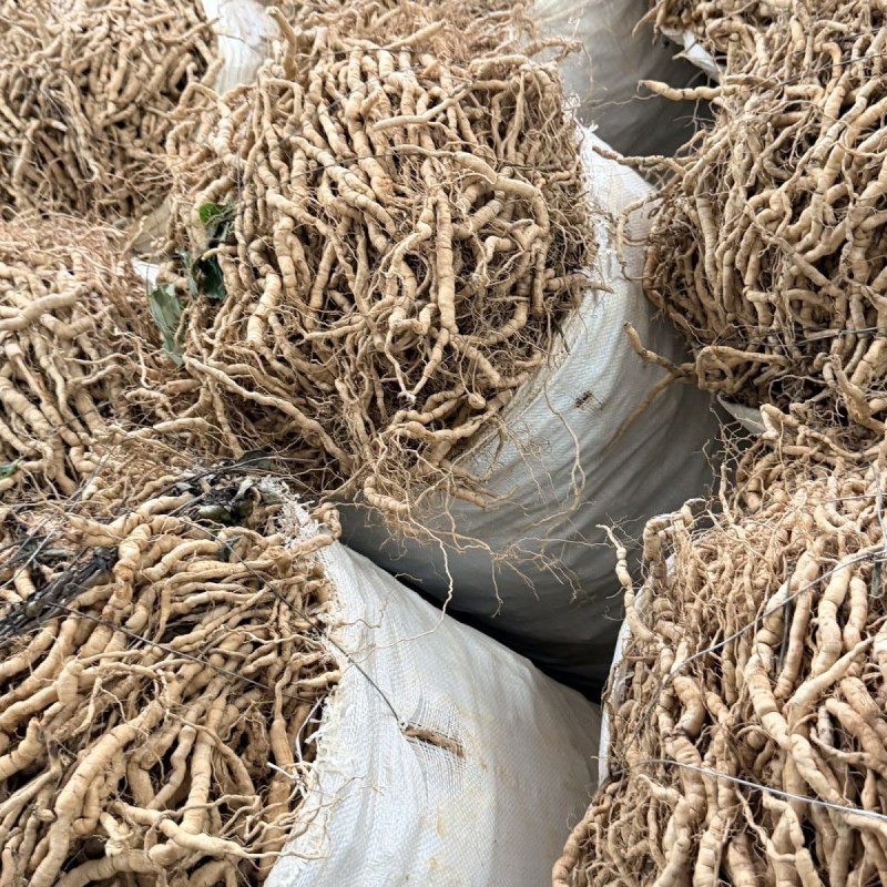 新鲜巴戟
