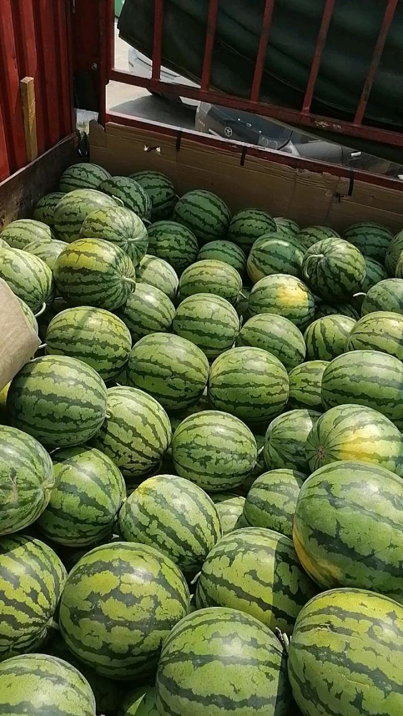 绵阳露天西瓜随时有货