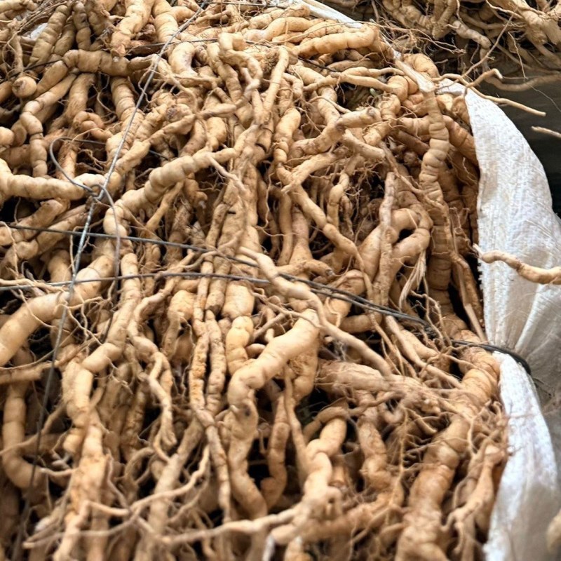 新鲜巴戟