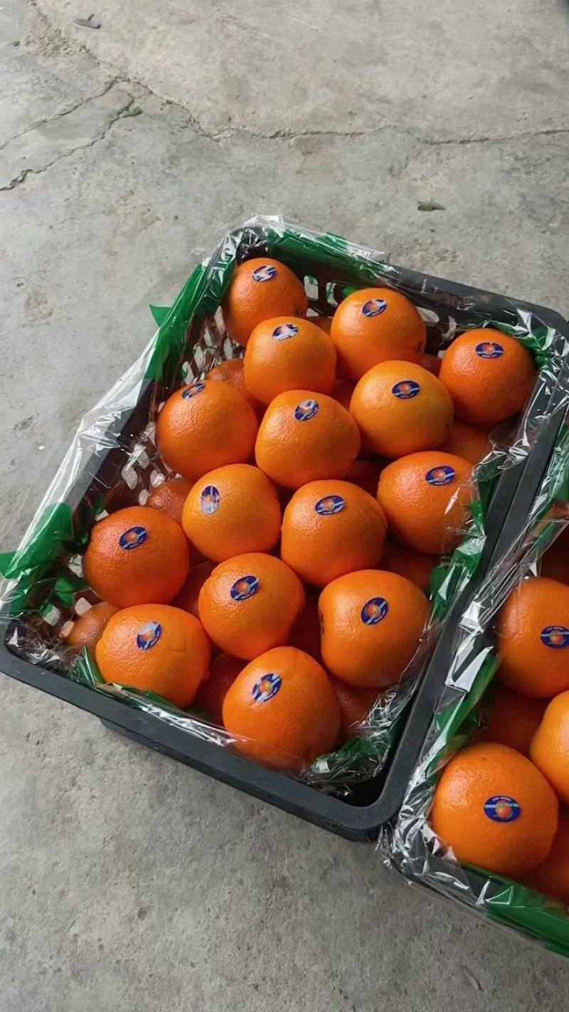 夏橙皮毛光滑漂亮果园看货，规格齐全，口感甜化渣。