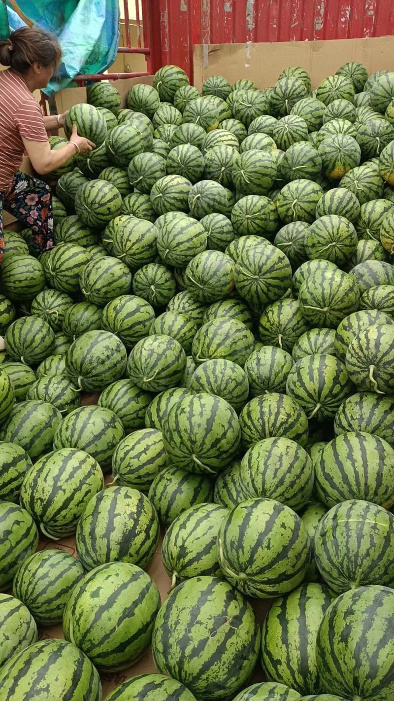 绵阳露天西瓜随时有货