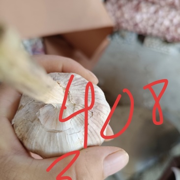 大蒜