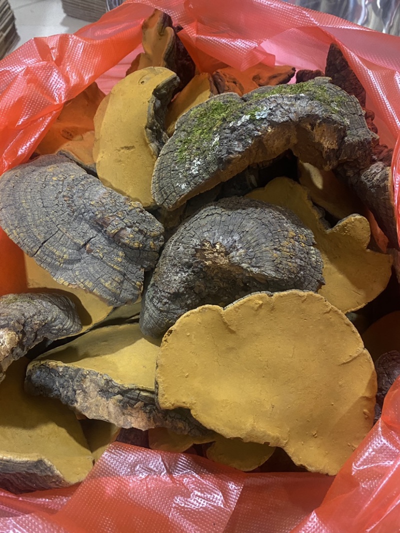 桑黄云南野生桑黄精选精品桑黄产地一手货源