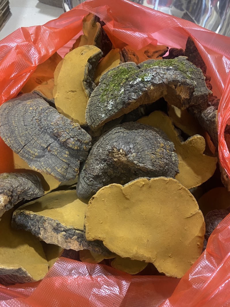 桑黄云南野生桑黄精选精品桑黄产地一手货源