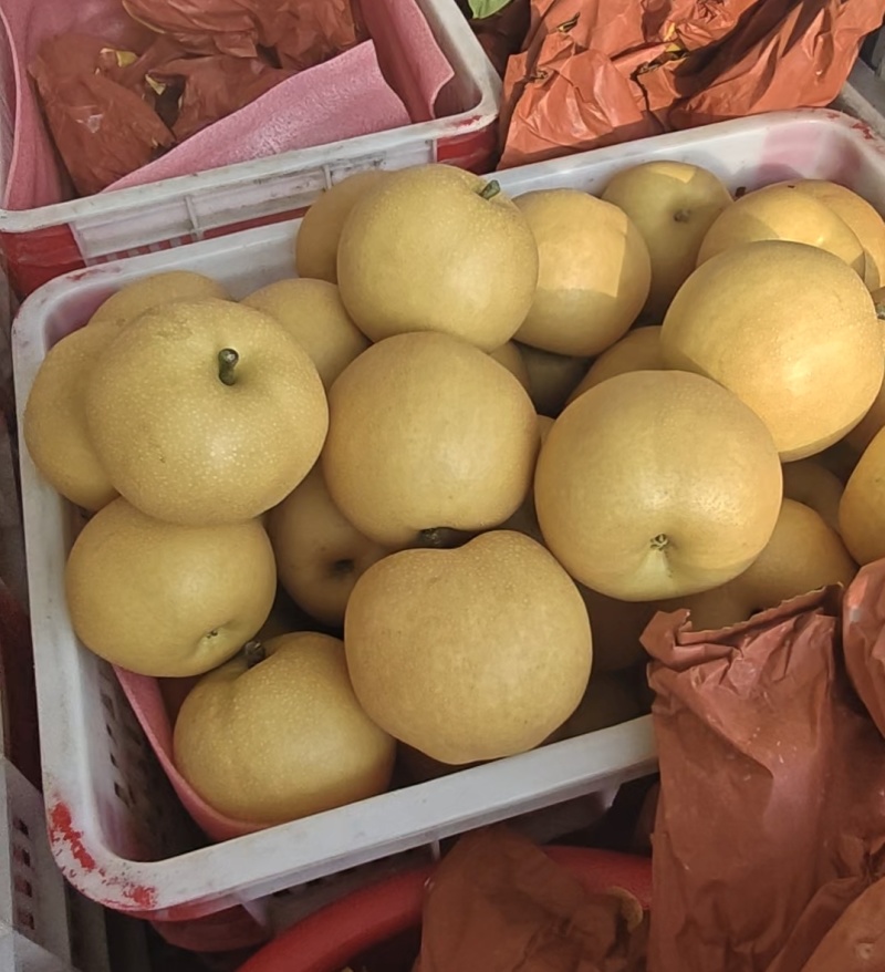 砀山圆黄套袋梨，大量上市，对接各大市场电商，一条龙服务。
