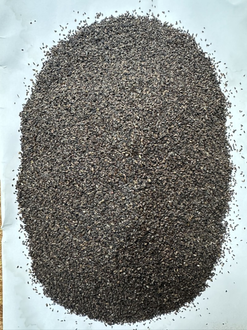 车前子，种植基地当季新收，严格筛选，颗粒饱满，质地均匀