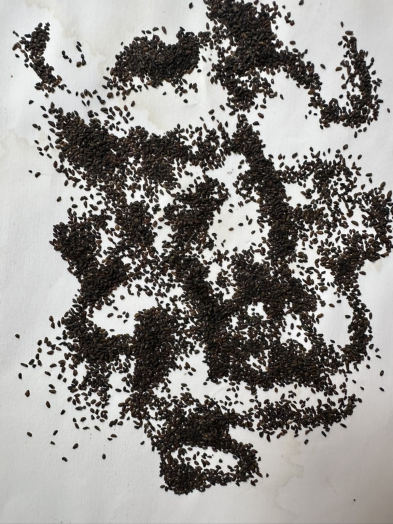 车前子，种植基地当季新收，严格筛选，颗粒饱满，质地均匀