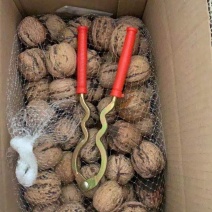 新鲜湿核桃薄皮核桃去青皮核桃黑桃产地直发支持一件代发