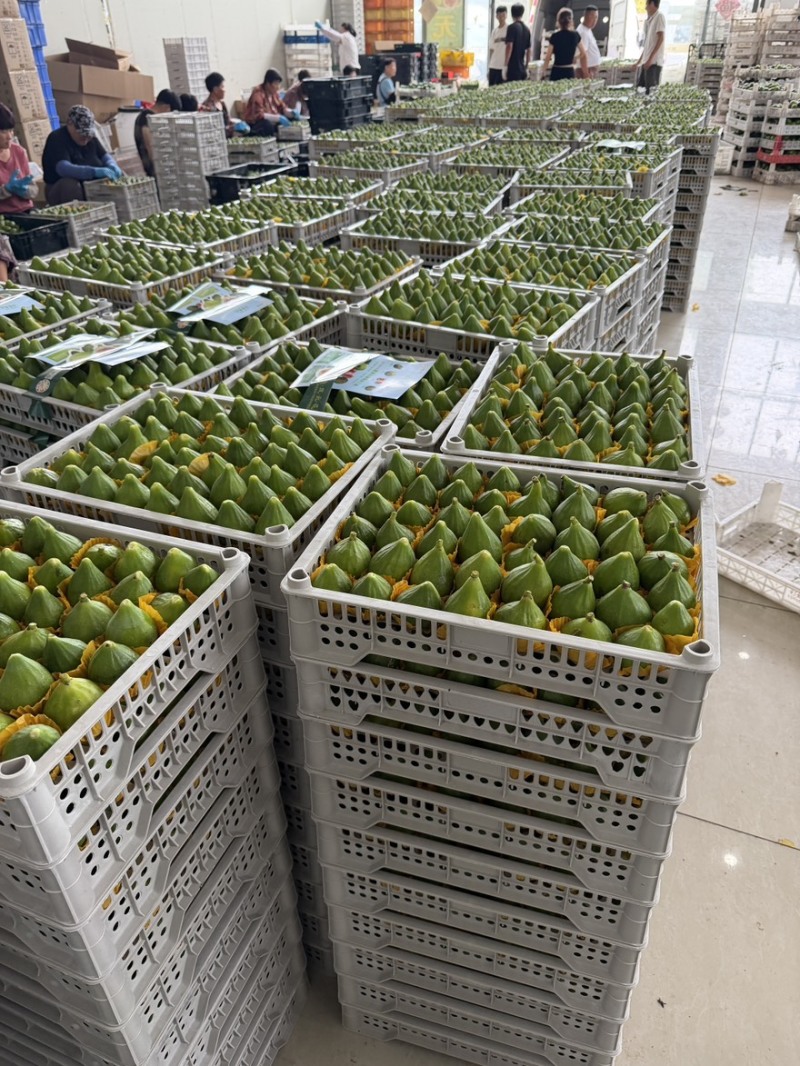 青皮无花果