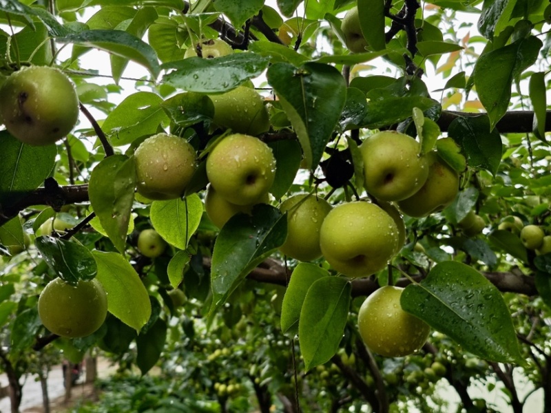 云南玉溪丁香梨早白蜜冰雹果有疤自己来地里拉50吨