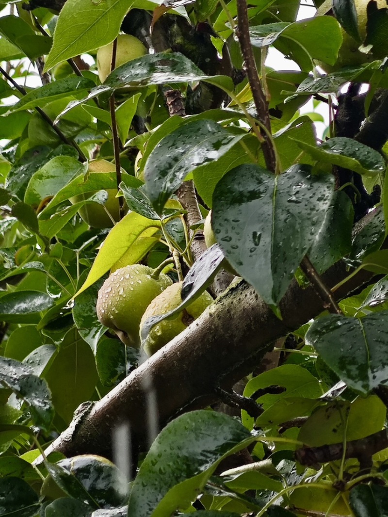 云南玉溪丁香梨早白蜜冰雹果有疤自己来地里拉50吨