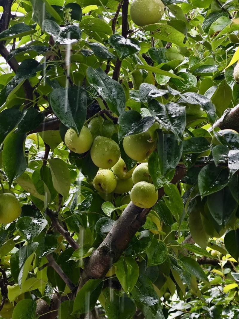 云南玉溪丁香梨早白蜜冰雹果有疤自己来地里拉50吨
