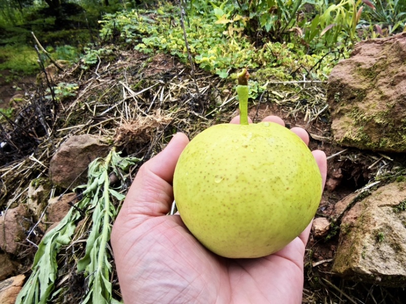 云南玉溪丁香梨早白蜜冰雹果有疤自己来地里拉50吨