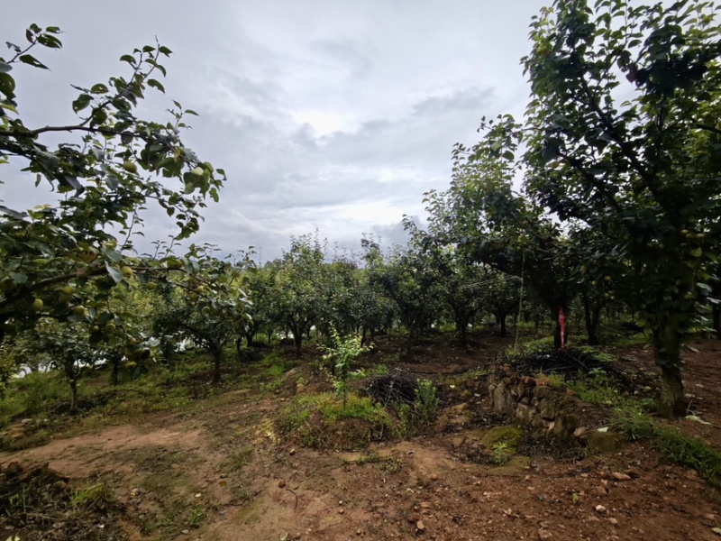 云南玉溪丁香梨早白蜜冰雹果有疤自己来地里拉50吨