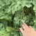 美都西瓜7斤打底9成熟1茬价格美丽欢迎全国各地老板