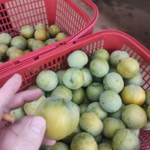 云南高原蜂糖李
