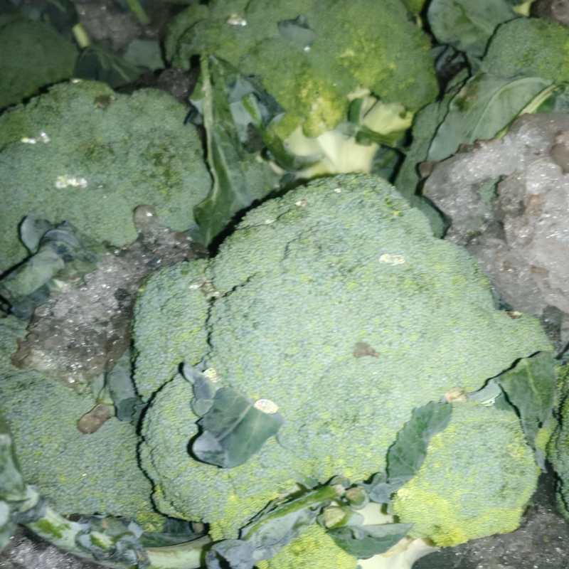 精品美青西兰花一手货源全国发货量大价优欢迎随时联系