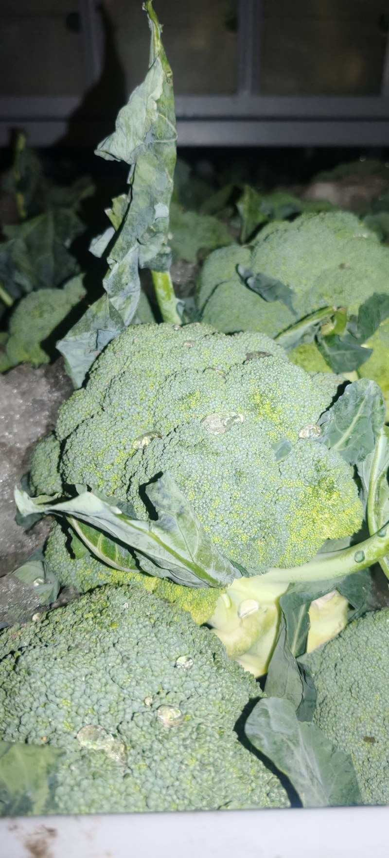 精品美青西兰花一手货源全国发货量大价优欢迎随时联系