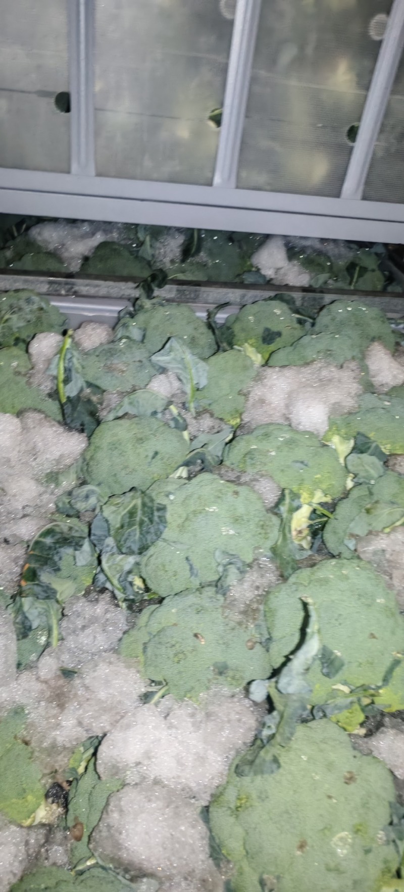 精品美青西兰花一手货源全国发货量大价优欢迎随时联系