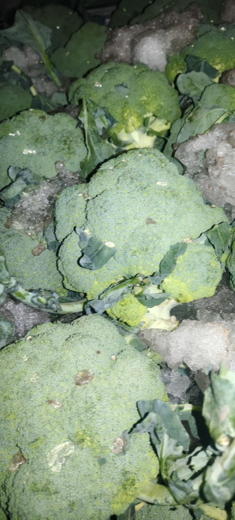 精品美青西兰花一手货源全国发货量大价优欢迎随时联系
