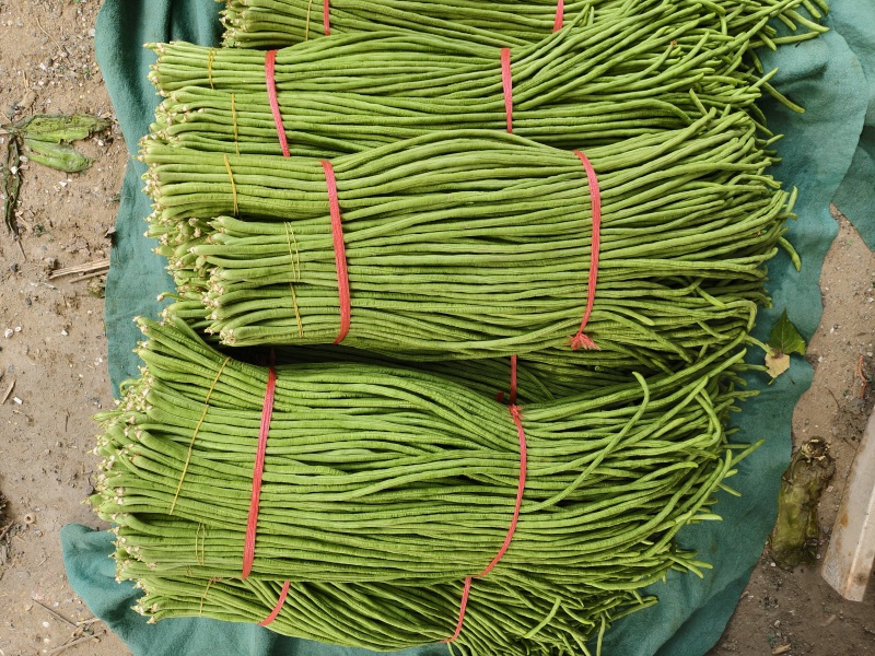 河南豆角长豆角基地特惠直供保质保量可全国发货