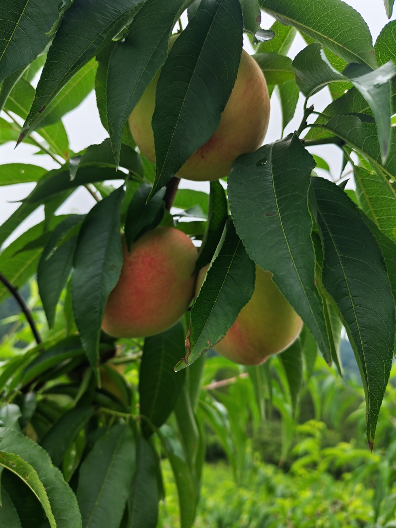 利骨桃