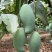 广西百色桂七芒支持一件代发、整车批发