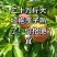 大红袍李子